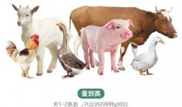 牛饲料-牛饲料和猪饲料的区别